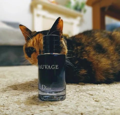 Dior Sauvage/ Диор Саваж что такое и в чем феномен